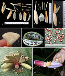 Musa argentii | Wild Banana | 10_Seeds