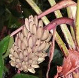 Musa argentii | Wild Banana | 10_Seeds