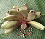 Musa argentii | Wild Banana | 10_Seeds