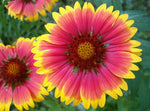 Gaillardia aristata Bremen | Indian Blanket Flower | 50_Seeds