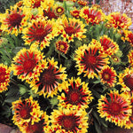 Gaillardia aristata Bremen | Indian Blanket Flower | 50_Seeds