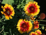 Gaillardia aristata Bremen | Indian Blanket Flower | 50_Seeds