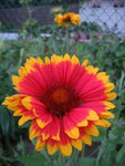 Gaillardia aristata Bremen | Indian Blanket Flower | 50_Seeds