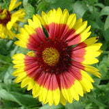 Gaillardia aristata Bremen | Indian Blanket Flower | 50_Seeds