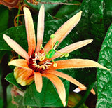 Passiflora aurantia | Orange Passion Flower | 5_Seeds