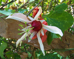 Passiflora aurantia | Orange Passion Flower | 5_Seeds