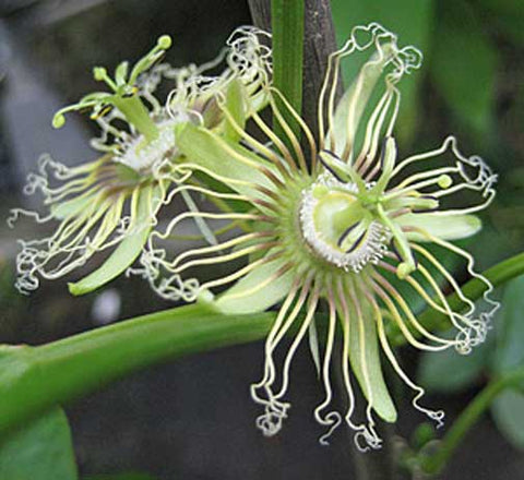 Passiflora auriculata | 10_Seeds