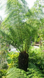 Dicksonia antarctica | Tasmanian Tree Fern | 1000_Spores