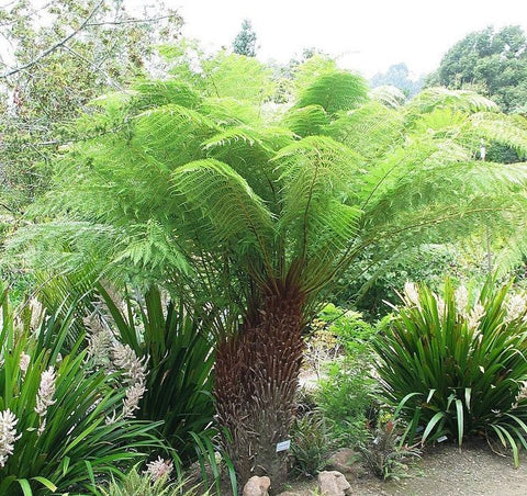 Dicksonia antarctica | Tasmanian Tree Fern | 1000_Spores