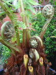 Dicksonia antarctica | Tasmanian Tree Fern | 1000_Spores