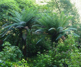 Dicksonia antarctica | Tasmanian Tree Fern | 1000_Spores