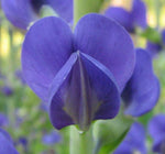 Baptisia australis | Blue Wild Indigo | Rattleweed | 5_Seeds