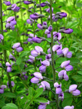 Baptisia australis | Blue Wild Indigo | Rattleweed | 5_Seeds