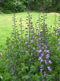 Baptisia australis | Blue Wild Indigo | Rattleweed | 5_Seeds