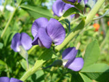 Baptisia australis | Blue Wild Indigo | Rattleweed | 5_Seeds