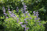 Baptisia australis | Blue Wild Indigo | Rattleweed | 5_Seeds