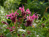 Agastache austromontana | Bees Favorite | Hummingbird Mint | 20_Seeds