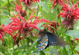 Agastache austromontana | Bees Favorite | Hummingbird Mint | 20_Seeds