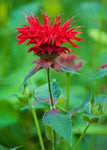 Agastache austromontana | Bees Favorite | Hummingbird Mint | 20_Seeds