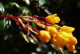 Berberis trigona | Orange King | 10_Seeds