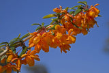 Berberis trigona | Orange King | 10_Seeds