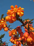 Berberis trigona | Orange King | 10_Seeds