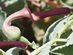 Aristolochia bracteolata | 50_Seeds