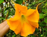 Brugmansia suaveolens Orange | 20_Seeds