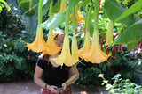 Brugmansia suaveolens Orange | 20_Seeds