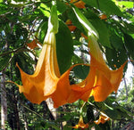 Brugmansia suaveolens Orange | 20_Seeds