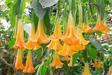 Brugmansia suaveolens Orange | 20_Seeds