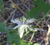 Passiflora bryonioides | Cupped Passion Flower | 10_Seeds