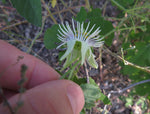 Passiflora bryonioides | Cupped Passion Flower | 10_Seeds