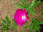 Callirhoe bushii | Bushs poppy mallow |  20_Seeds