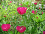 Callirhoe bushii | Bushs poppy mallow |  20_Seeds