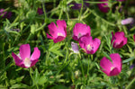 Callirhoe bushii | Bushs poppy mallow |  20_Seeds