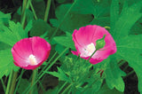 Callirhoe bushii | Bushs poppy mallow |  20_Seeds