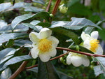 Camellia sinensis sinensis | Tea Plant | 5_Seeds