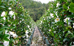 Camellia sinensis sinensis | Tea Plant | 5_Seeds