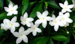 Tabernaemontana divaricata | Butterfly Gardenia | Crepe Jasmine | 10_Seeds