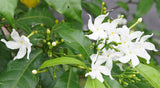 Tabernaemontana divaricata | Butterfly Gardenia | Crepe Jasmine | 10_Seeds