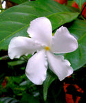 Tabernaemontana divaricata | Butterfly Gardenia | Crepe Jasmine | 10_Seeds