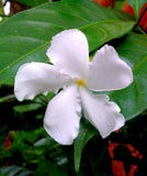 Tabernaemontana divaricata | Butterfly Gardenia | Crepe Jasmine | 10_Seeds