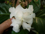 Tabernaemontana divaricata | Butterfly Gardenia | Crepe Jasmine | 10_Seeds