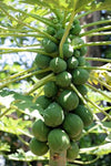 Carica papaya Kamiya | Laie Gold | Golden Hawaiian Papaya | 100_Seeds