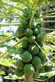 Carica papaya Kamiya | Laie Gold | Golden Hawaiian Papaya | 100_Seeds