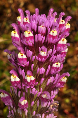 Castilleja exserta | Exserted Indian Paintbrush | Purple Owls Clover | 500_Seeds