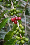 Coffea arabica Caturra | Dwarf Coffee | 20_Seeds