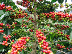 Coffea arabica Caturra | Dwarf Coffee | 20_Seeds