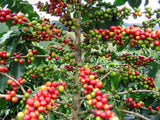 Coffea arabica Caturra | Dwarf Coffee | 20_Seeds